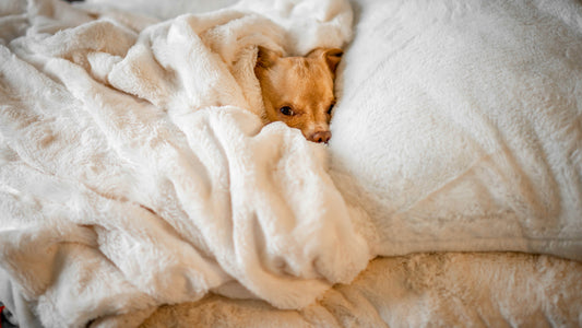 Cosy Essentials: Everything You need to Stay Warm and Comfy in Winters